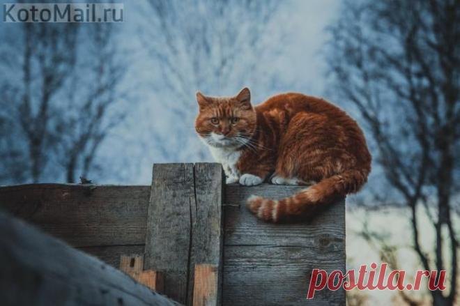 Страж | KotoMail.ru