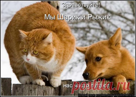 Новая котоматрица