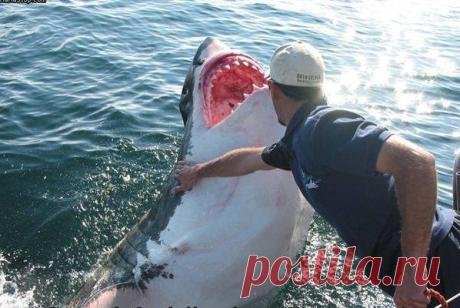 Потрясающая история любви акулы к человеку | Охота и рыбалка