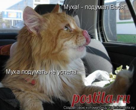 Очередная юмористическая котоматрица