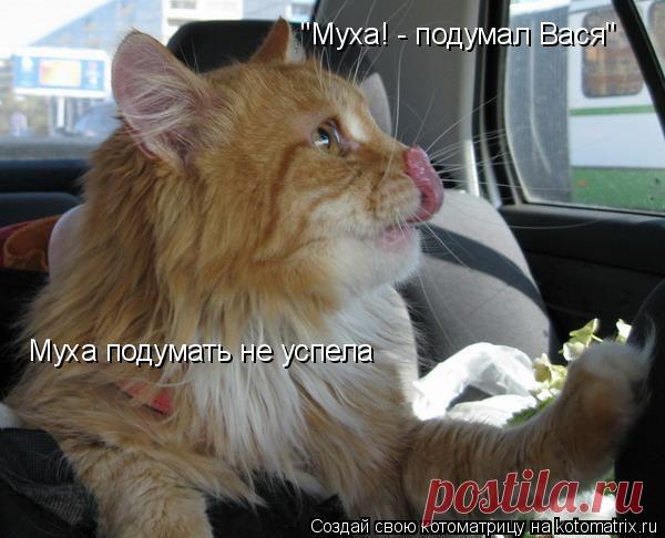 Очередная юмористическая котоматрица