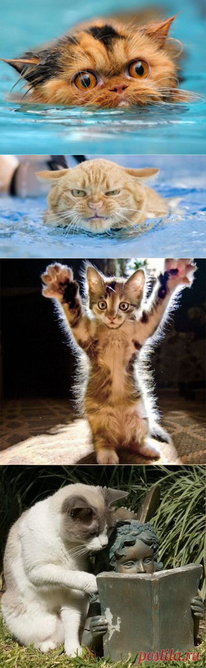 Ох уже эти котики... Не перестают удивлять!
