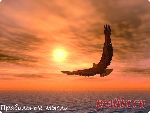 В возрасте 40 лет когти орла становятся  / Восприятие бизнеса