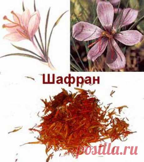 Приправа шафран - царь пряностей! | ЖЕНСКИЙ МИР