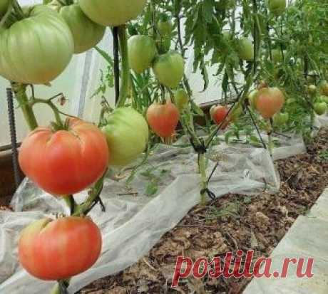 ПРО “СУХОЙ ЗАКОН” ДЛЯ ПОМИДОРОВ | 6 соток
