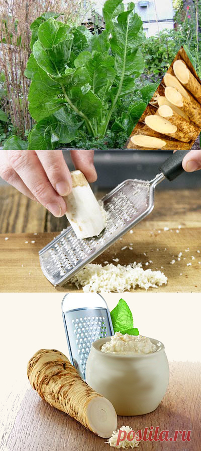 Хрен – рецепты для еды и лечения | Просто о здоровье