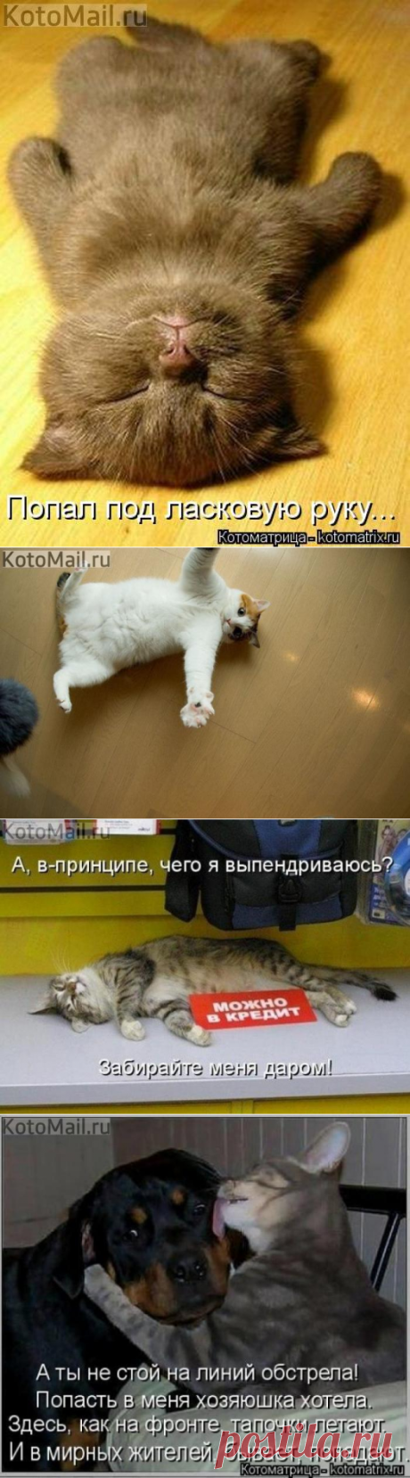 Попал под руку. | KotoMail.ru