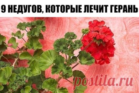 9 НЕДУГОВ, КОТОРЫЕ ЛЕЧИТ ГЕРАНЬ
Пеларгония домашняя (герань) — растение, которое раньше считали цветком аристократов. Ее восхитительные пышные цветы и яркий окрас станут украшением любого жилища.
Но герань — это не просто красивый цветок. Ее лечебные свойства сложно переоценить.
Лечение геранью.
Для лечения кашля на литр воды возьми 25 г листьев пеларгонии и прокипяти их в течение 10 минут. Полощи этой жидкостью горло, и симптомы простуды как рукой снимет. Сок из листьев герани можно закапыв