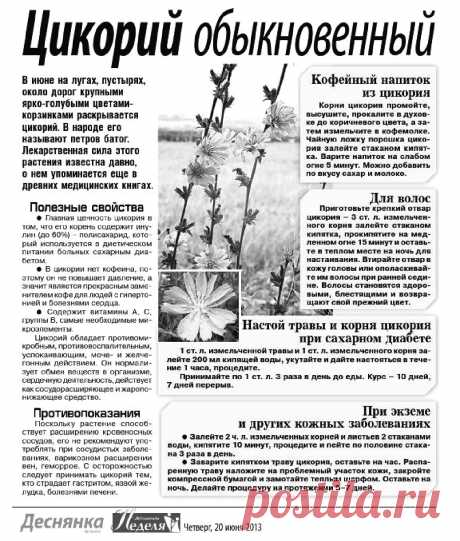 Цикорий обыкновенный