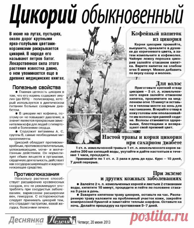 Цикорий обыкновенный