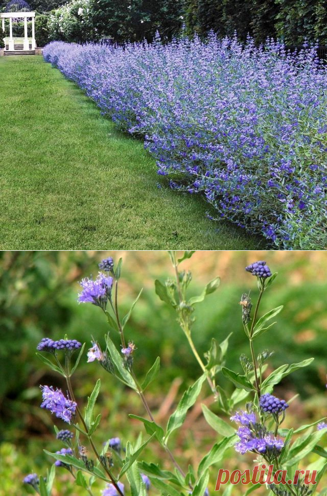 Кариоптерис — нет ничего проще и красивее. Орехокрыльник. Использование в дизайне сада, посадка и уход. Фото — Ботаничка.ru