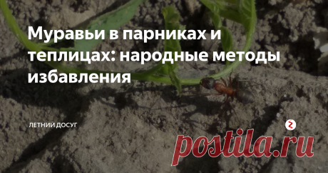 Муравьи в парниках и теплицах: народные методы избавления Муравьи на дачном участке – это  вред для растений. Но если эти насекомые заполняют теплицу или парник, то это хуже вдвойне. Ведь эти насекомые не столько полезны на даче, сколько вредны. Они являются переносчиками разных заболеваний, они угнетают корневую систему растений, если строят вблизи свои муравейники. Кроме этого они повышают кислотность почвы, что недопустимо для некоторых растений.