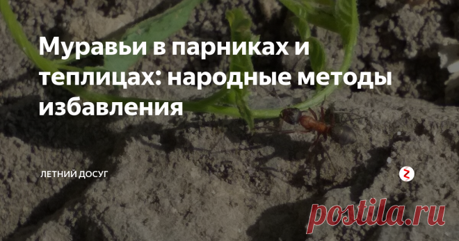 Муравьи в парниках и теплицах: народные методы избавления Муравьи на дачном участке – это  вред для растений. Но если эти насекомые заполняют теплицу или парник, то это хуже вдвойне. Ведь эти насекомые не столько полезны на даче, сколько вредны. Они являются переносчиками разных заболеваний, они угнетают корневую систему растений, если строят вблизи свои муравейники. Кроме этого они повышают кислотность почвы, что недопустимо для некоторых растений.