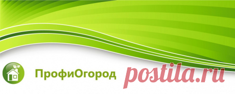 Подкормка клубники весной для большого урожая народными средствами