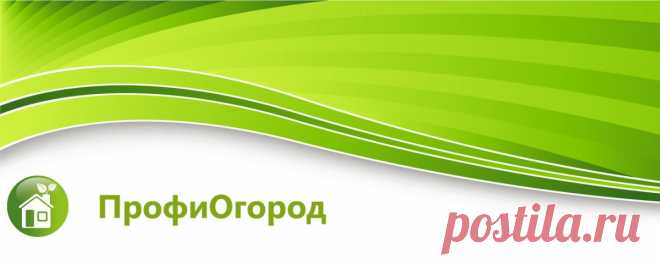 Подкормка клубники весной для большого урожая народными средствами