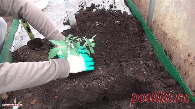 Ранняя посадка рассады ТОМАТОВ в теплицу в начале апреля