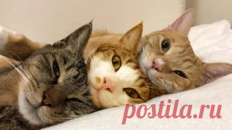 Вера, Надежда и Любовь | Animals | Дзен