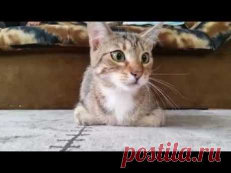 Котэ, который смотрит фильм ужасов