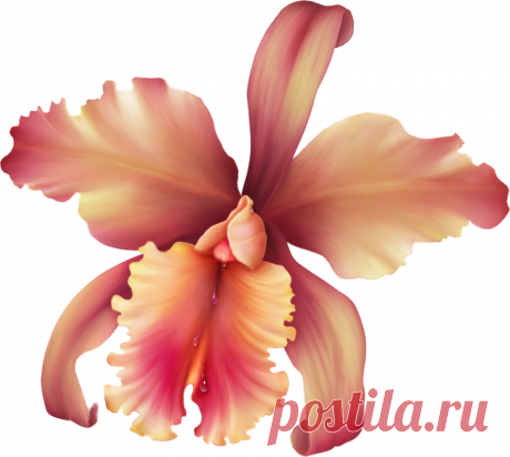 Цветы - Клипарты PNG - Клипарты у Анны.