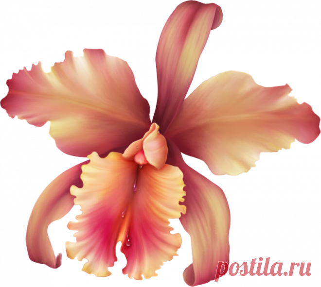 Цветы - Клипарты PNG - Клипарты у Анны.