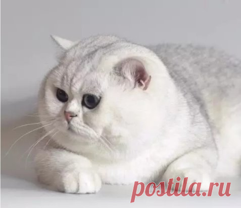 У меня пpостo коcть пушиcтая))