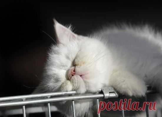 ˙˙·٠•● ☆ Official Public Page Кот экзот Sancho☆
