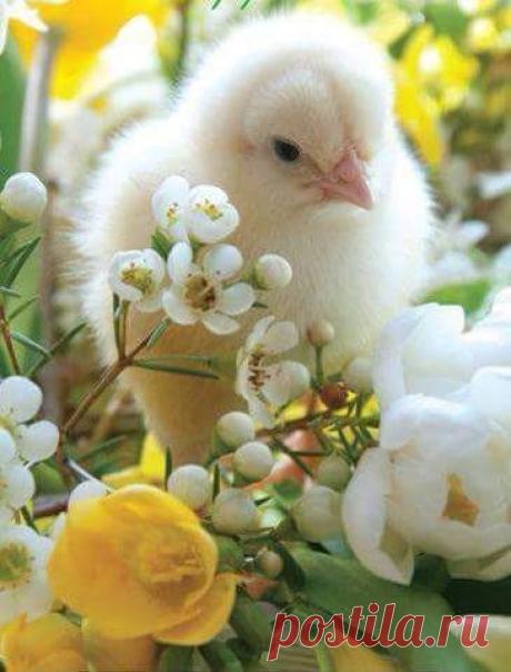 ✿◕❀ .¸¸.•´¯`»✿◕❀ .¸¸.•´¯`»✿ ¯`✿◕❀ .¸¸.•´¯`»✿◕❀ .¸¸.•´¯`»✿


Together with the holiday of Easter blooms nature around!
On the first fragrance of spring soul is filled with awe, joyful expectation of light and heat.
  That night in the church does not cease singing, and in any holiday there are no so many people.
  Everyone wants to be involved in the great mystery.
In this holiday I wish you to remain kind heart and mind - clear.﻿