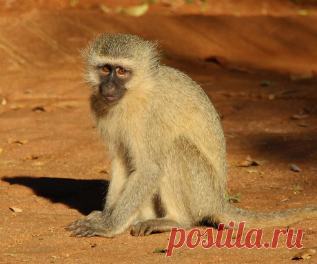 Monkey Vervet monkey at crocodile bridge