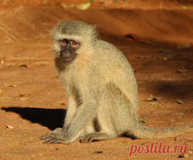 Monkey Vervet monkey at crocodile bridge