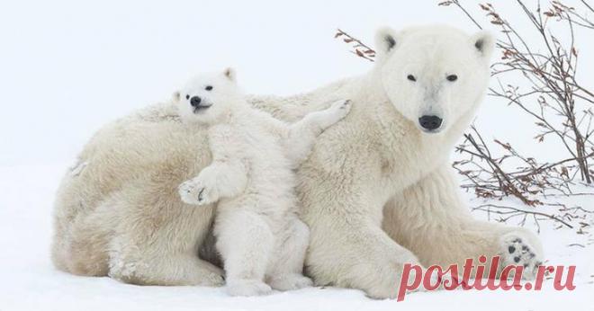 Ложкой снег мешая: милейшие мамы-медведицы учат медвежат уму-разуму Каждый из нас учится у кого-нибудь, и этими кем-нибудь обычно становятся наши родители. Судя по этим восхитительным фотографиям, медведи в этом смысле не исключение. В этой подборке вы увидите, как ма...