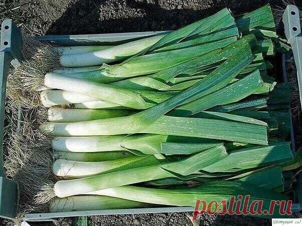 ЛУК-ПOРEЙ ДЛЯ НАЧИНАЮЩИХ