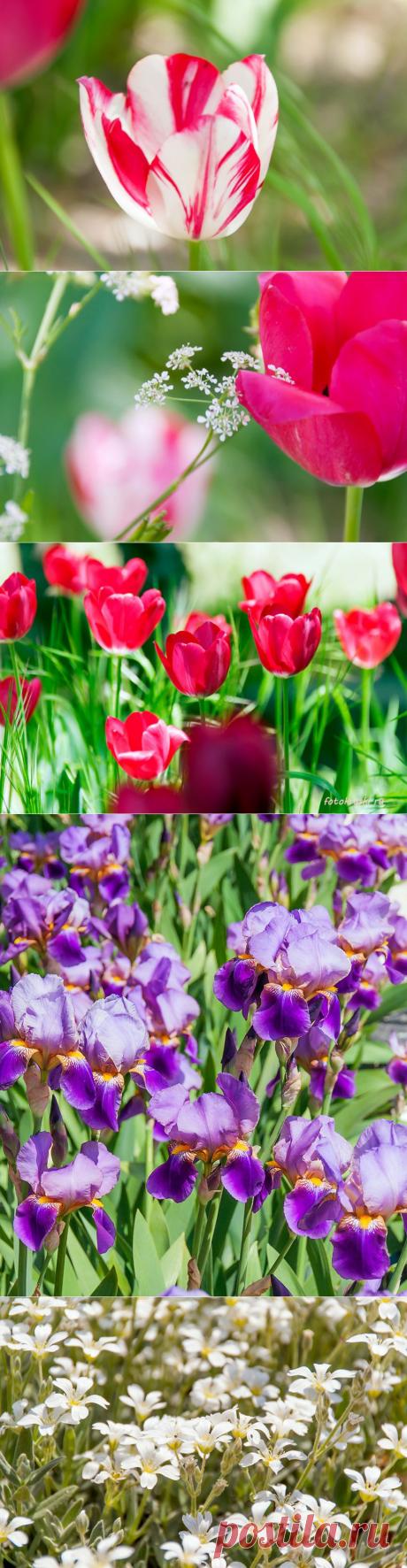 Фото цветов, май