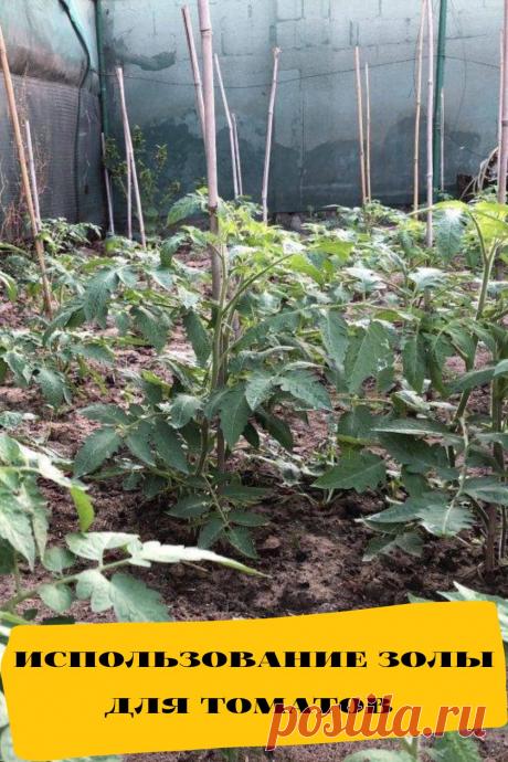 использование золы для томатов