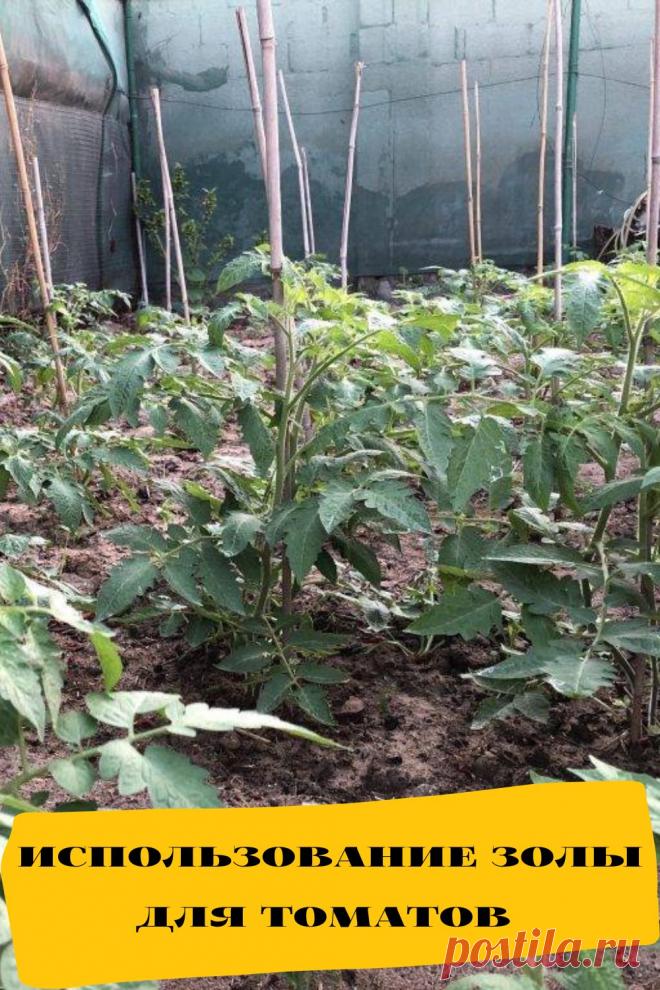 использование золы для томатов