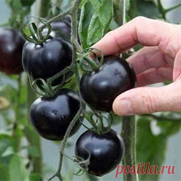Интересные товары на Aliexpress