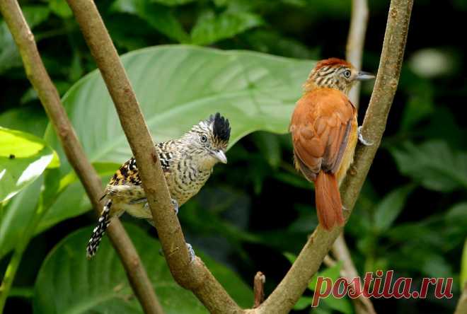 Линейчатая сорокопутовая муравьеловка (Thamnophilus palliatus).
