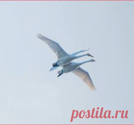 Чудо. Тайна. Редкость.