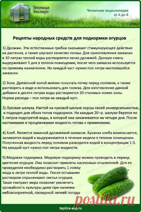 Рецепты народных средств для подкормки огурцов