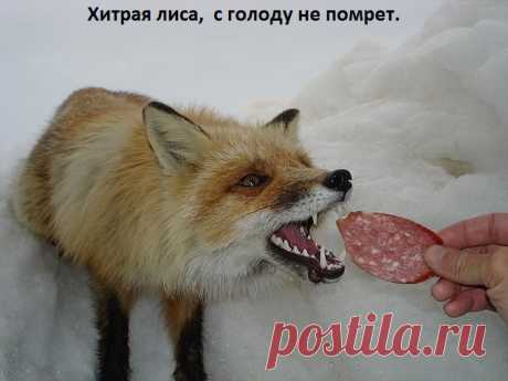 повадилась к нам ходить...