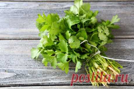 Кинза: польза и вред, чем полезна для организма женщин, зелень для снижения веса, лечебные свойства и противопоказания, видео