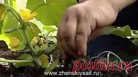 Как правильно формировать огурцы.Полезные Советы.