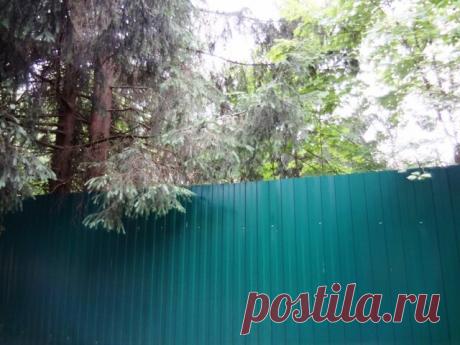 Комарово. Парк виллы Рено. Лето 2014