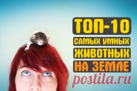 ТОП-10 самых умных животных на Земле » Notagram.ru Кто из животных самый умный на Земле. 10 умных животных, которые удивят своими способностями. Самые умные животные на нашей планете. Умные животные.