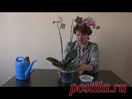 ▶ Подкормка орхидей - YouTube