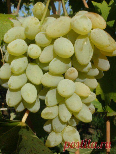 Растения, изгоняющие вредителей | ЖЕНСКИЙ МИР