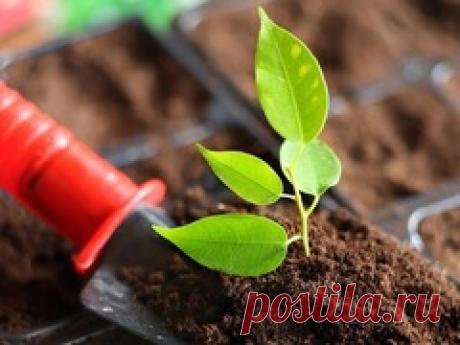 10 натуральных удобрений для домашних цветов / удобрения / 7dach.ru