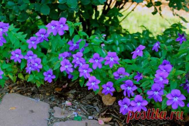 Броваллия Описание растенияСемейство: Пасленовые – Solanaceae.Род: Броваллия – Browallia.Вид: Броваллия красивая (или великолепная) – Browallia specios Hook.Броваллия – ядовитое растение.Ботаническое описаниеБр...