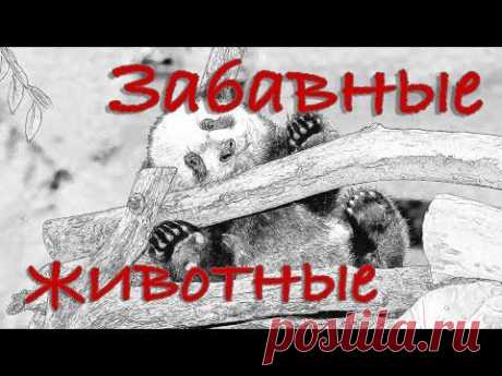 ▶ Забавные животные. Мой дневник. Калейдоскоп. - YouTube