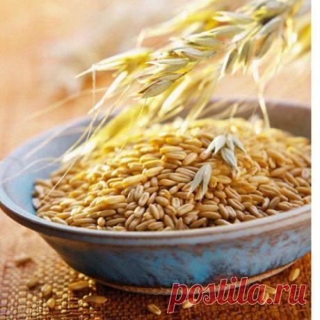 Старинный рецепт очищения печени овсом