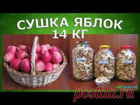 Полезные свойства яблок – Калорийность яблок – Как высушить яблоки?